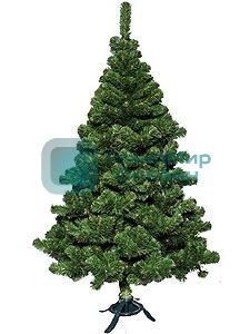 Ель Сибирская 1,8 м 0118